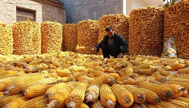 今日玉米价一斤多少钱(河南省今日玉米价格最新行情走势)