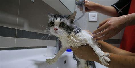 宠物医院给猫洗澡多少钱(猫咪洗澡去宠物店还是宠物医院)