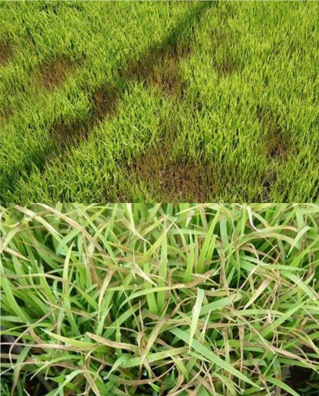 水稻病虫害有哪些(水稻常见病虫害以及防治方法)
