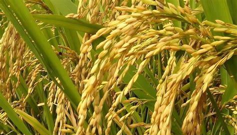 水稻亩产量一般能达到多少(亩产3000斤的水稻品种)