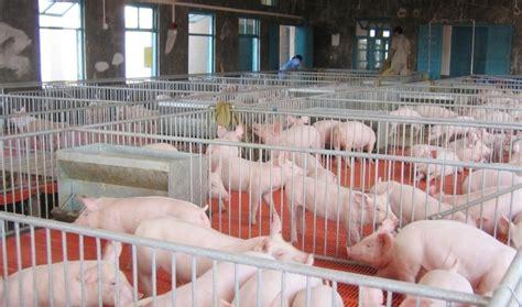 生猪养殖属于什么行业(十大生猪养殖企业)