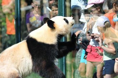 美国现在有几只大熊猫(大熊猫在国外生的小熊猫属于中国嘛)